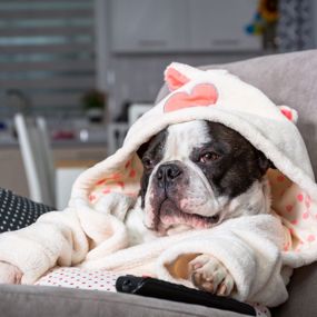 Dog sitting on a couch with its paw on the television remote