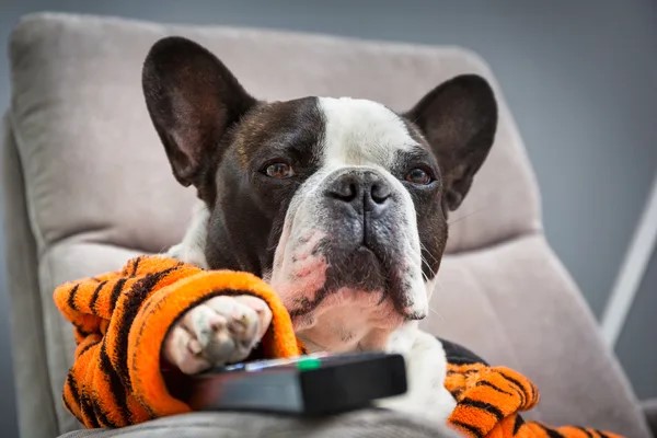 Dog sitting in an armchair with its paw on the television remote