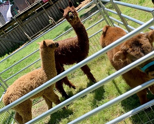 alpacas and a baby cow smile for the camera