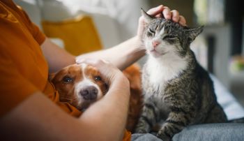 Person petting a dog and cat in a safe location