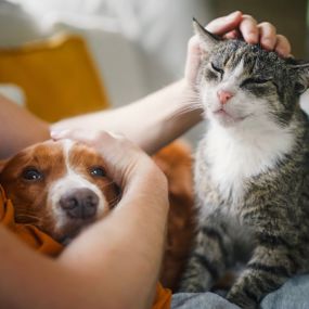 Person petting a dog and cat in a safe location