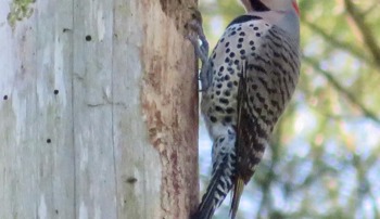 Bird perched on a tree in the Grampian Hills