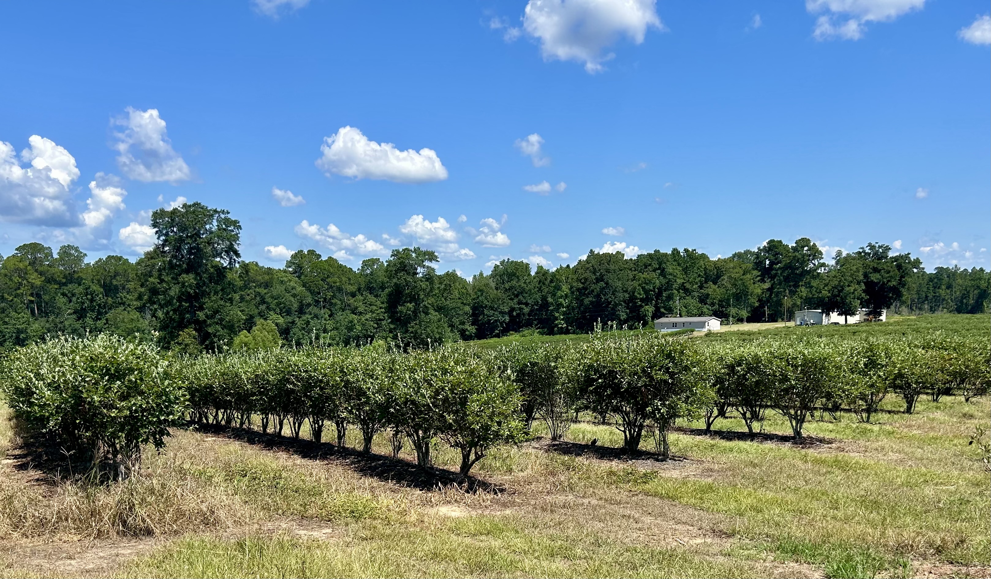 An estimated 20,000 blueberry bushes fill up 25 acres of the Washington County farm.