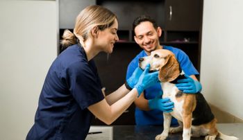 Two veterinary professionals examining a dog