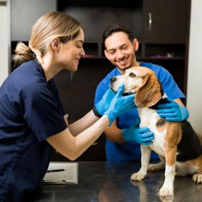 Two veterinary professionals examining a dog