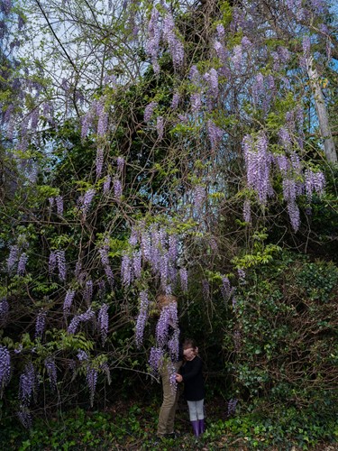 Image: Allison Grant, In the Wisteria, 2019, archival inkjet print, 48 x 36 in