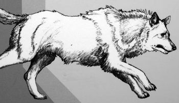drawing of a dire wolf