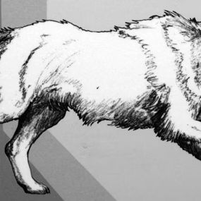drawing of a dire wolf