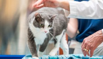 A grey and white cat with green eyes walks on an exam table while being petted by a woman in a white lab coat
