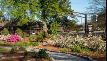 Montgomery's Oak Park flowering in spring