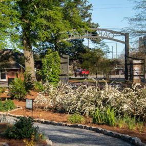 Montgomery's Oak Park flowering in spring
