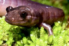 the red hill salamander sits on moss