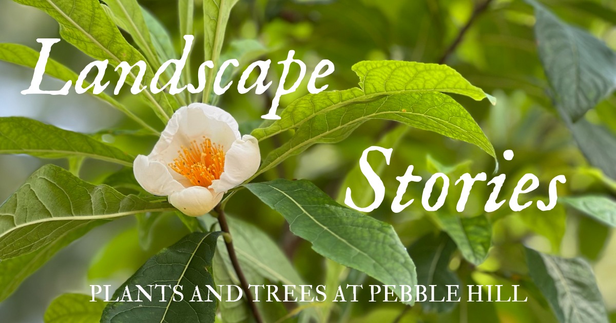 pebble hill plants