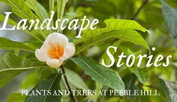 pebble hill plants