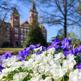 Spring flowers growing in front of Samford Hall