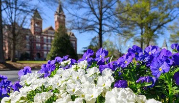 Spring flowers growing in front of Samford Hall