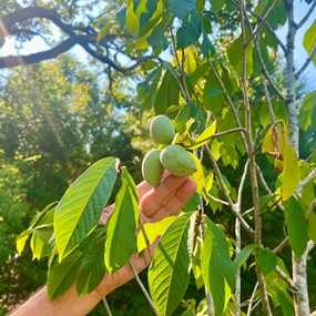 A fruiting tree on Mayim Farm