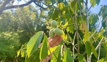 A fruiting tree on Mayim Farm
