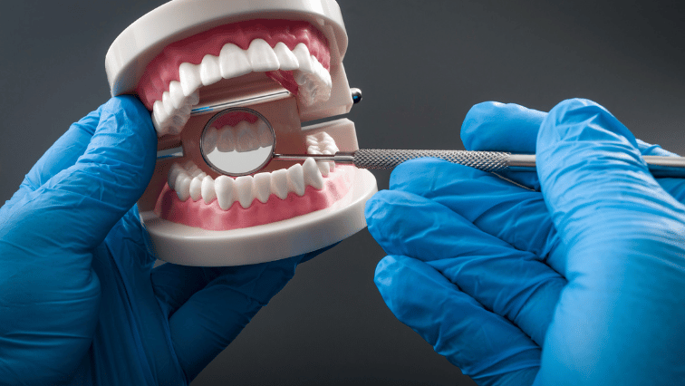 dentist hands examining a model of teeth