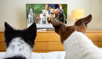 Two dogs watching a group of dogs on television