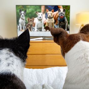 Two dogs watching a group of dogs on television