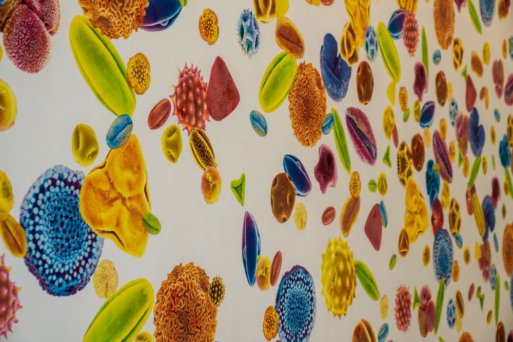 Mural depicting colorful microscope images of pollen