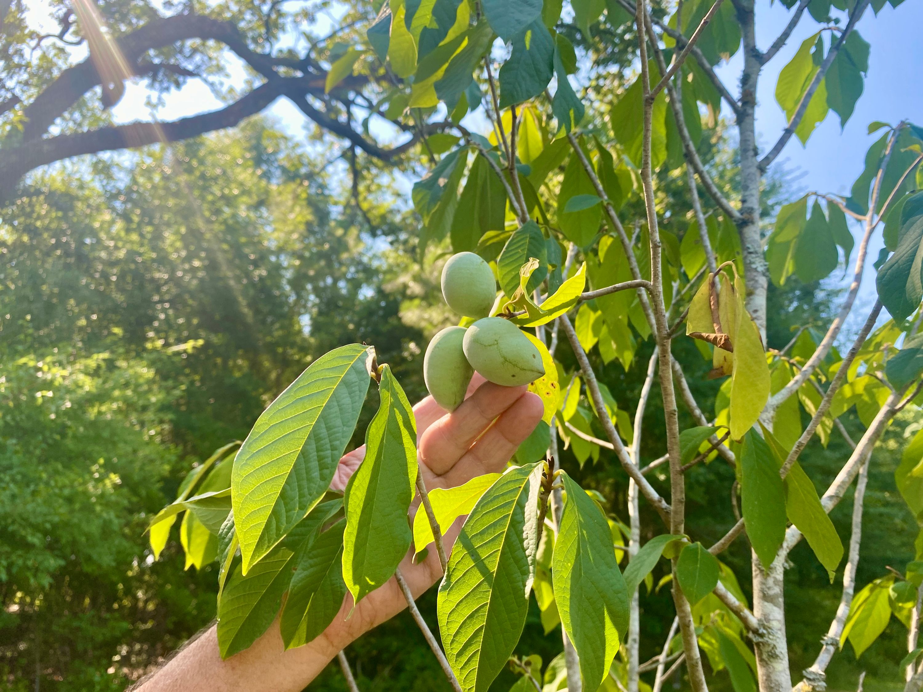 Ijams Field Day: Medicinal and Edible Plants