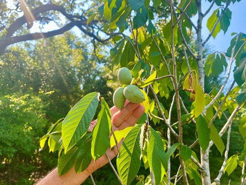 Attending a plant on Mayim Farm