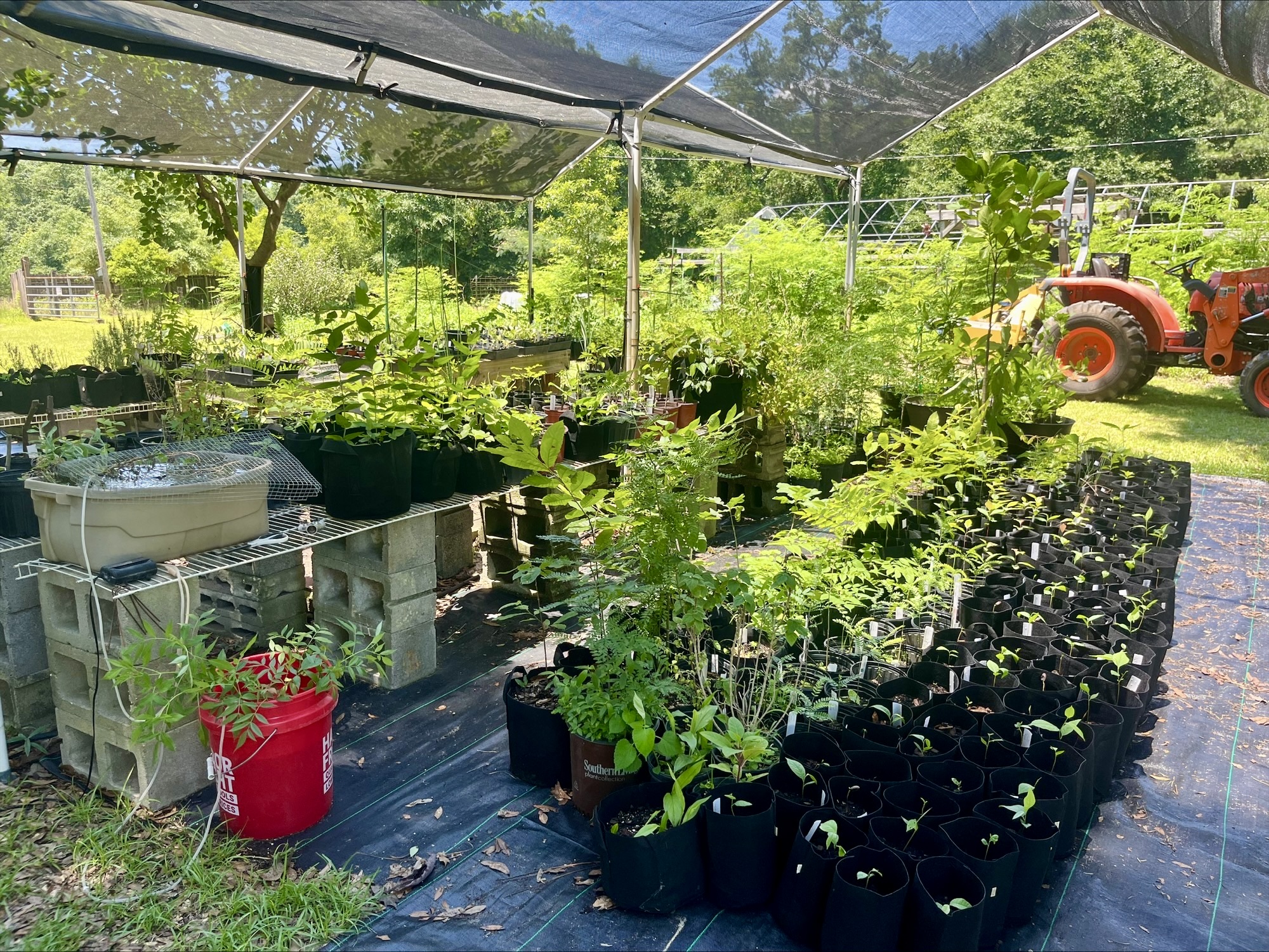 The Lolleys use “non-intervention” methods to grow a variety of medicinal plants at Mayim Farm.