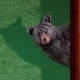 a bear poking out from behind a wall with a woman figurine standing on top of a white cake