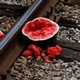 broken watermelon on train tracks